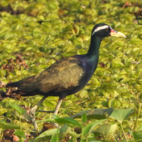 Bronze-winged Jacana